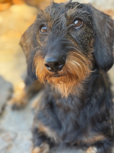 Frida